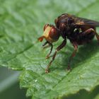 Gemeine Breitstirnblasenkopffliege (Sicus ferrugineus)   		