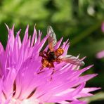 Gemeine Breitstirnblasenkopffliege (Sicus ferrugineus)