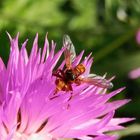 Gemeine Breitstirnblasenkopffliege (Sicus ferrugineus)