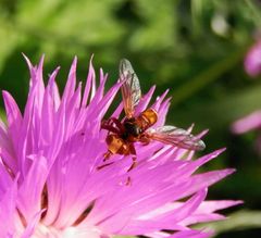 Gemeine Breitstirnblasenkopffliege (Sicus ferrugineus)