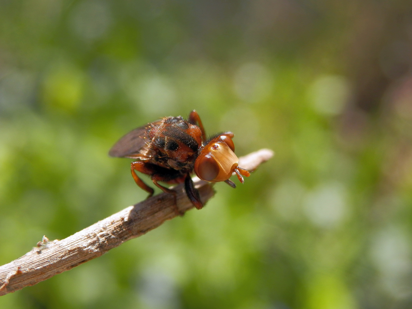 Gemeine Breitstirnblasenkopffliege (Sicus ferrugineus)