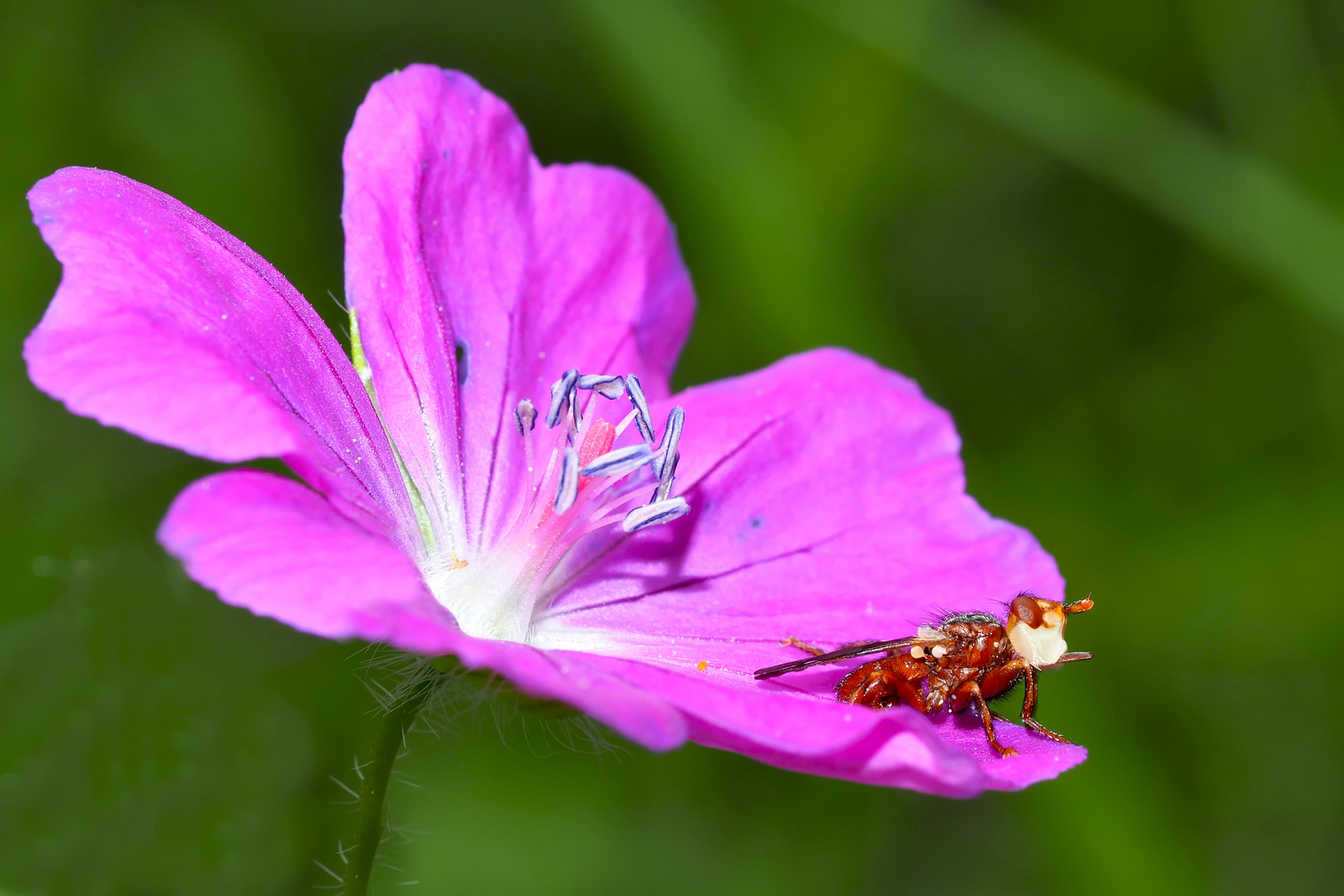 Gemeine Breitstirnblasenkopffliege (Sicus ferrugineus)