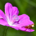 Gemeine Breitstirnblasenkopffliege (Sicus ferrugineus)