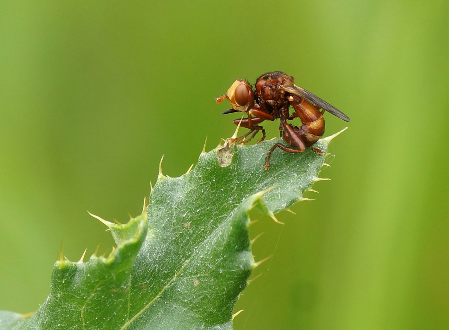  Gemeine Breitstirnblasenkopffliege (Sicus ferrugineus)