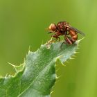  Gemeine Breitstirnblasenkopffliege (Sicus ferrugineus)