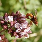 Gemeine Breitstirnblasenkopffliege (Sicus ferrugineus) auf Oregano