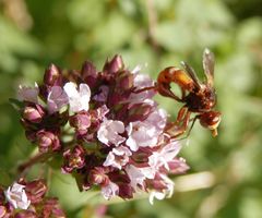 Gemeine Breitstirnblasenkopffliege (Sicus ferrugineus) auf Oregano