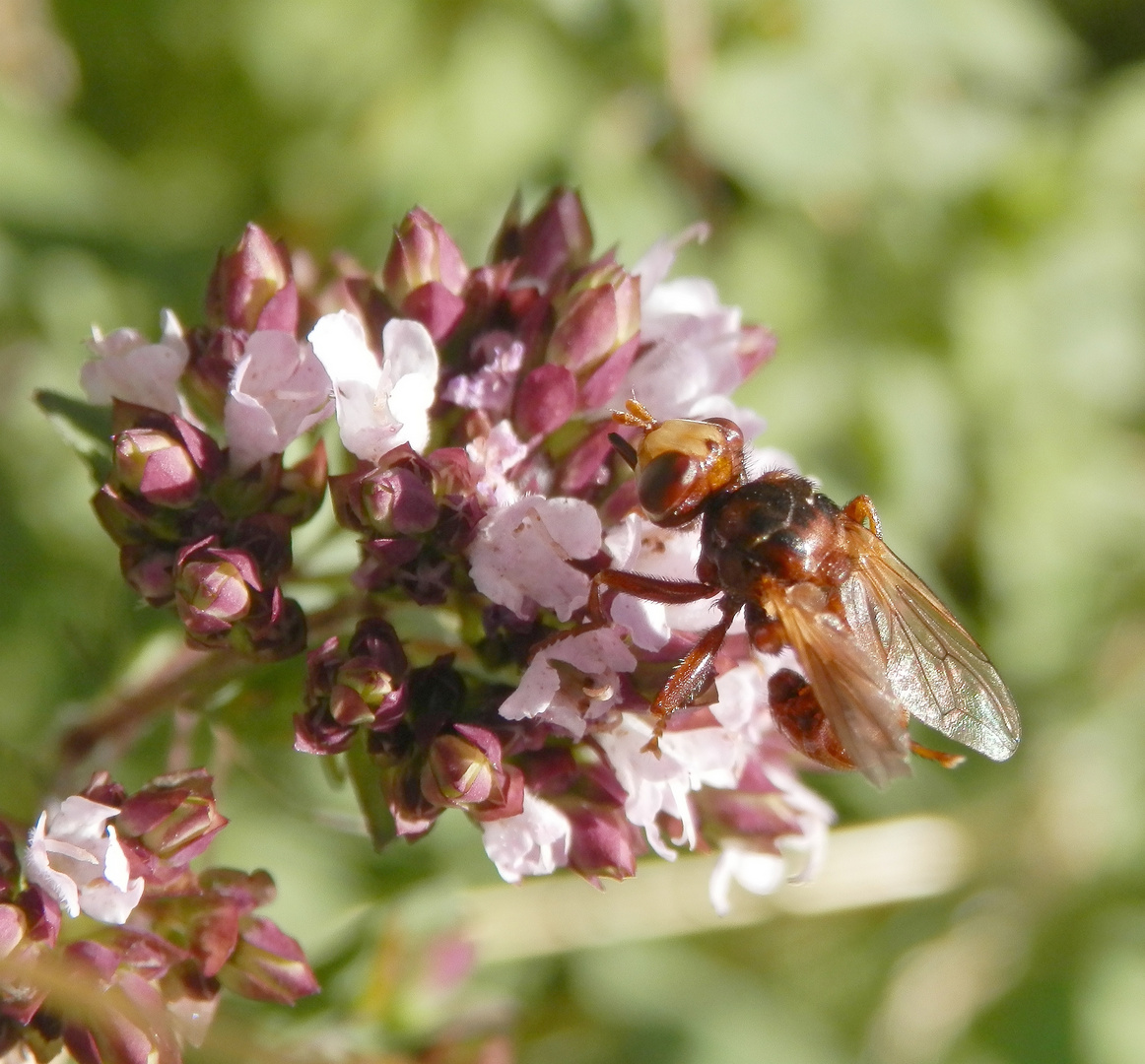 Gemeine Breitstirnblasenkopffliege (Sicus ferrugineus) auf Oregano