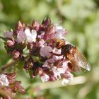 Gemeine Breitstirnblasenkopffliege (Sicus ferrugineus) auf Oregano