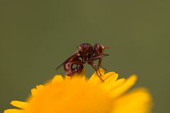 Gemeine Breitstirnblasenkopffliege (Sicus ferrugineus)