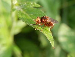 Gemeine Breitstirnblasenkopffliege (Sicus ferrugineus)