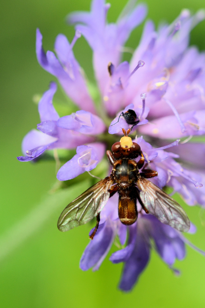 Gemeine Breitstirnblasenkopffliege (Sicus ferrugineus)