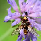 Gemeine Breitstirnblasenkopffliege (Sicus ferrugineus)