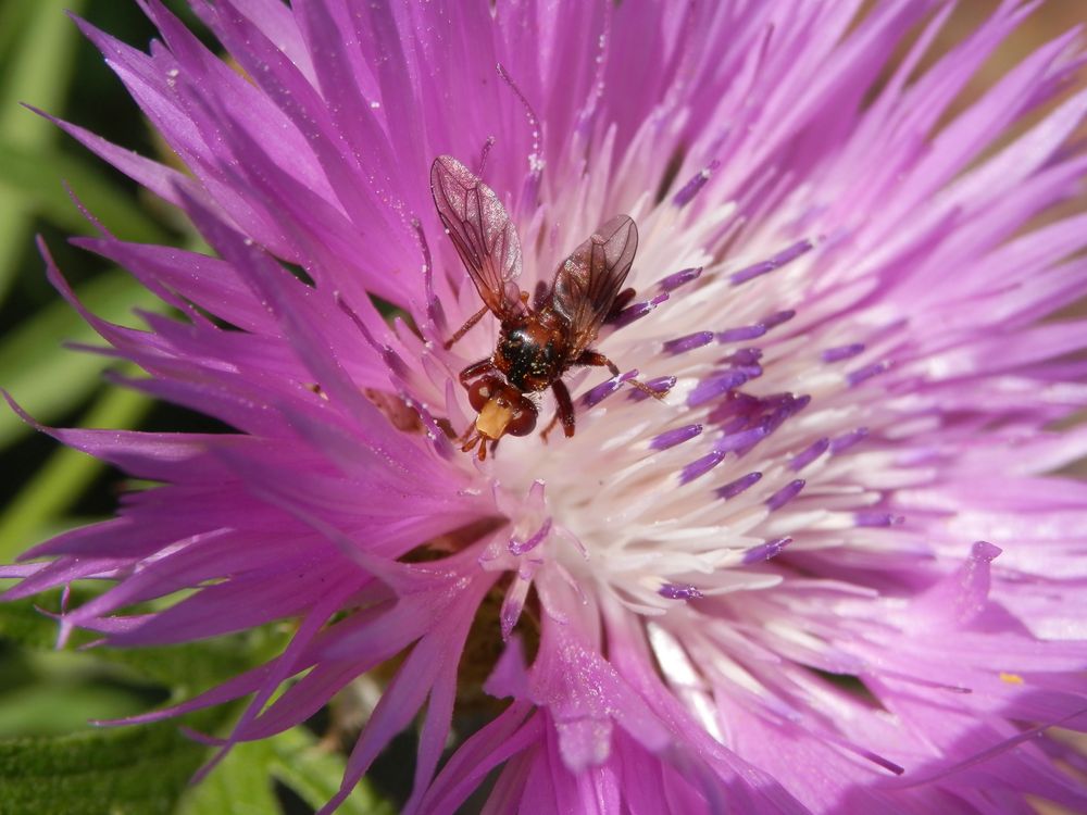 Gemeine Breitstirnblasenkopffliege (Sicus ferrugineus)