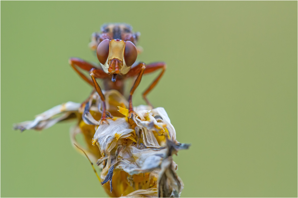 Gemeine Breitstirnblasenkopffliege (Sicus ferrugineus) frontal