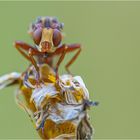 Gemeine Breitstirnblasenkopffliege (Sicus ferrugineus) frontal