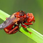 Gemeine Breitstirnblasenkopffliege (Sicus ferrugineus) - Sicus ferrugineux, un diptère...