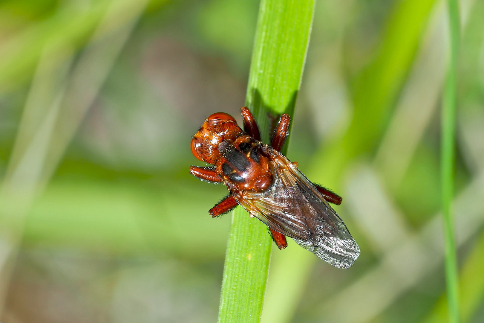 Gemeine Breitstirnblasenkopffliege (Sicus ferrugineus) - Sicus ferrugineux, un diptère...