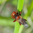 Gemeine Breitstirnblasenkopffliege (Sicus ferrugineus) - Sicus ferrugineux, un diptère...