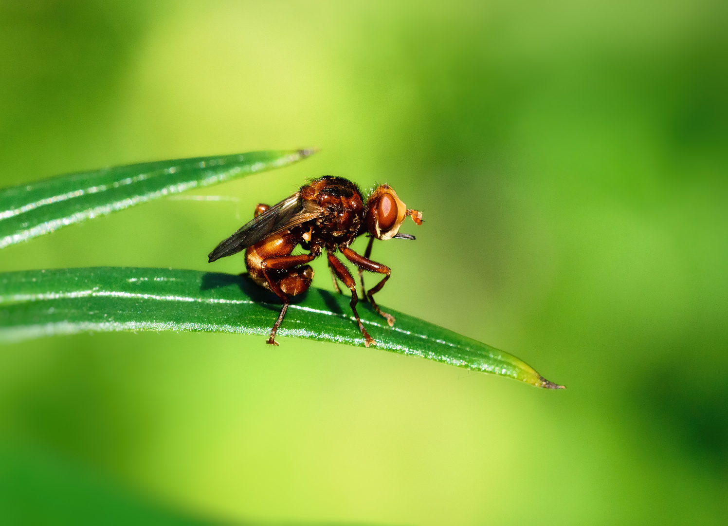 Gemeine Breitstirnblasenkopffliege (Sicus ferrugineus), thick-headed fly