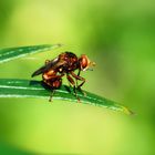 Gemeine Breitstirnblasenkopffliege (Sicus ferrugineus), thick-headed fly