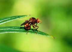 Gemeine Breitstirnblasenkopffliege (Sicus ferrugineus), thick-headed fly