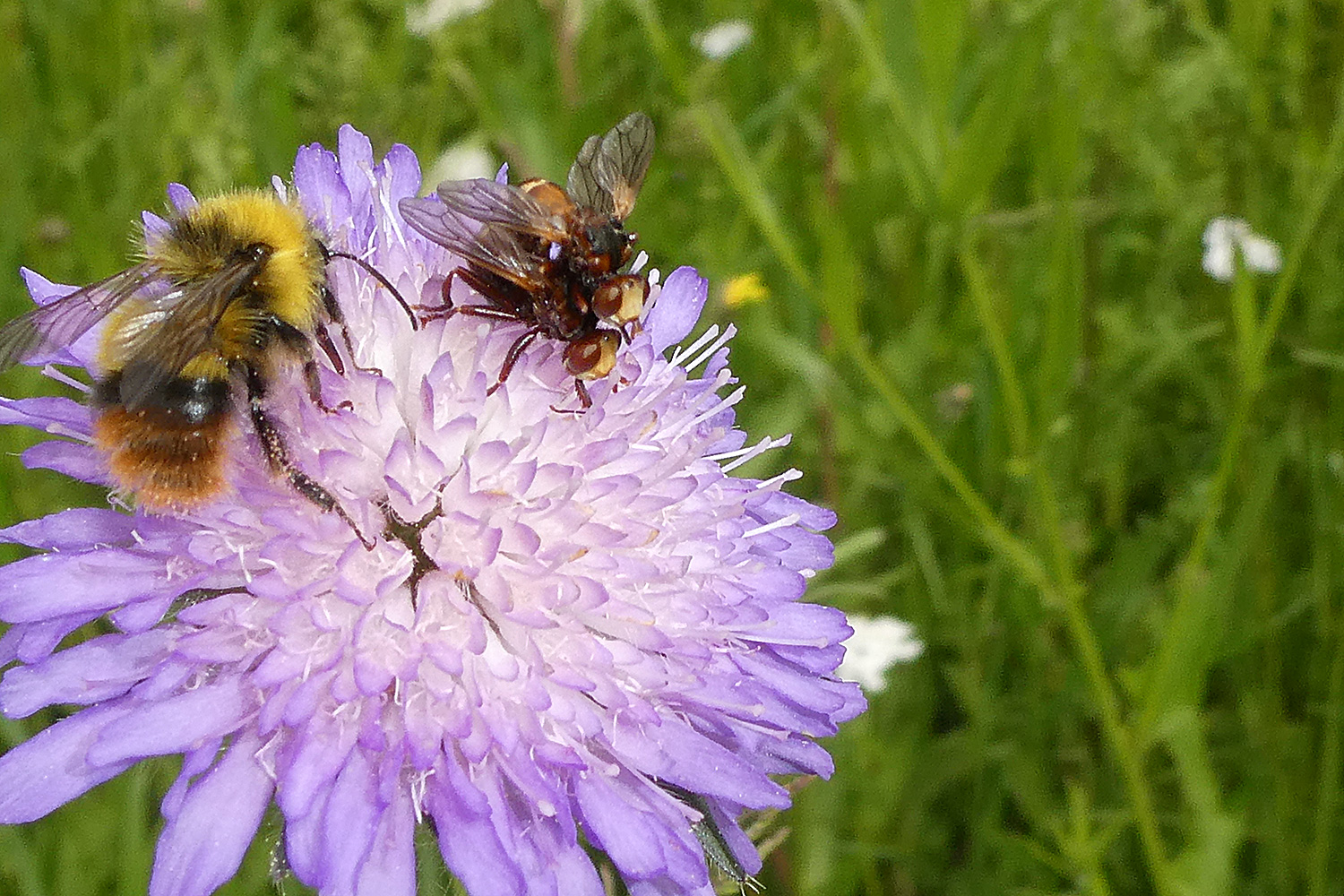 Gemeine Breitstirnblasenkopffliege und Wiesenhummel