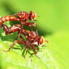 Gemeine Breitstirnblasenkopffliege,Sicus ferrugineus