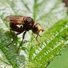 Gemeine Breitstirnblasenkopffliege,Sicus ferrugineus