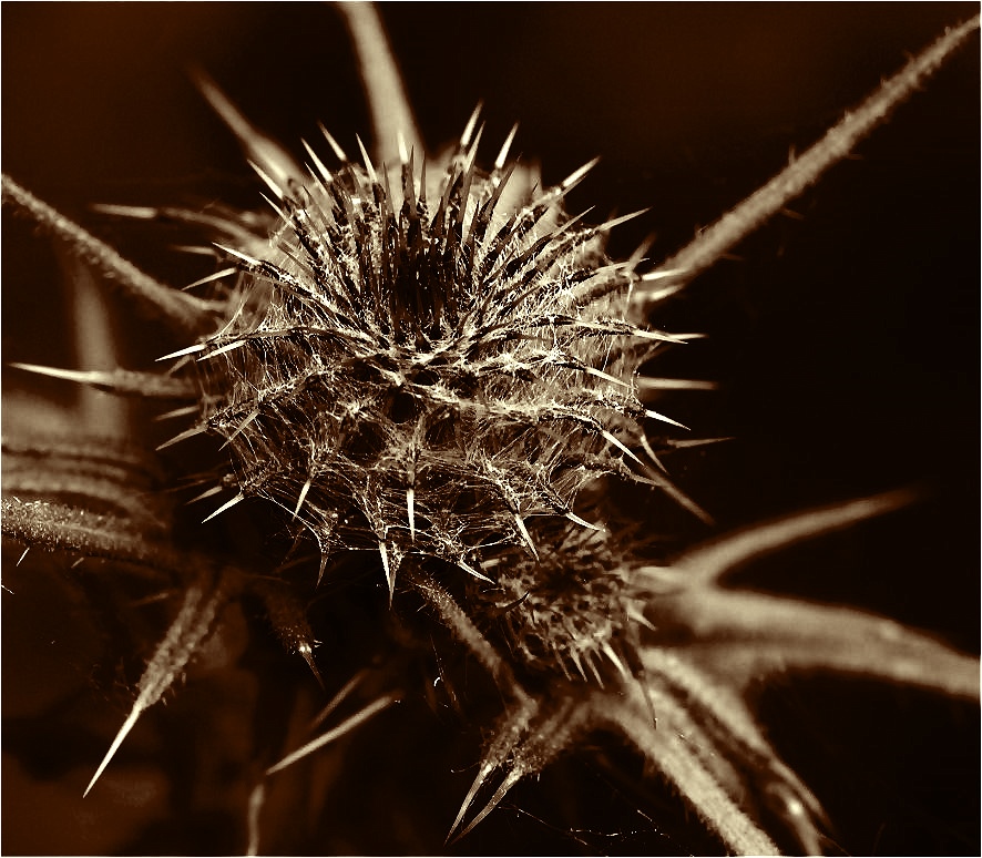 Gemeine Distel