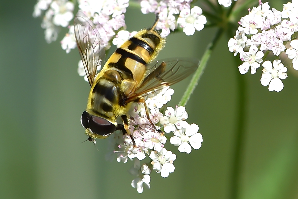 Gemeine Dolden-Schwebfliege (Myathropa florea)