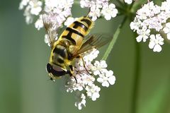 Gemeine Dolden-Schwebfliege (Myathropa florea)