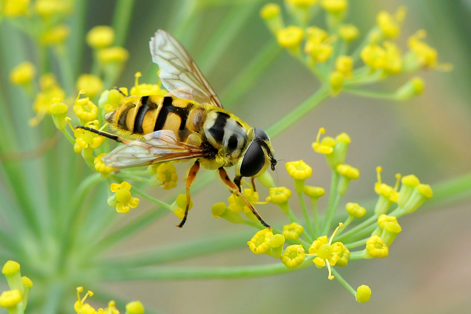 Gemeine Dolden-Schwebfliege (Myathropa florea)