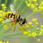 Gemeine Dolden-Schwebfliege (Myathropa florea)