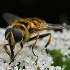 Gemeine Dolden-Schwebfliege (Myathropa florea) auf Blüte