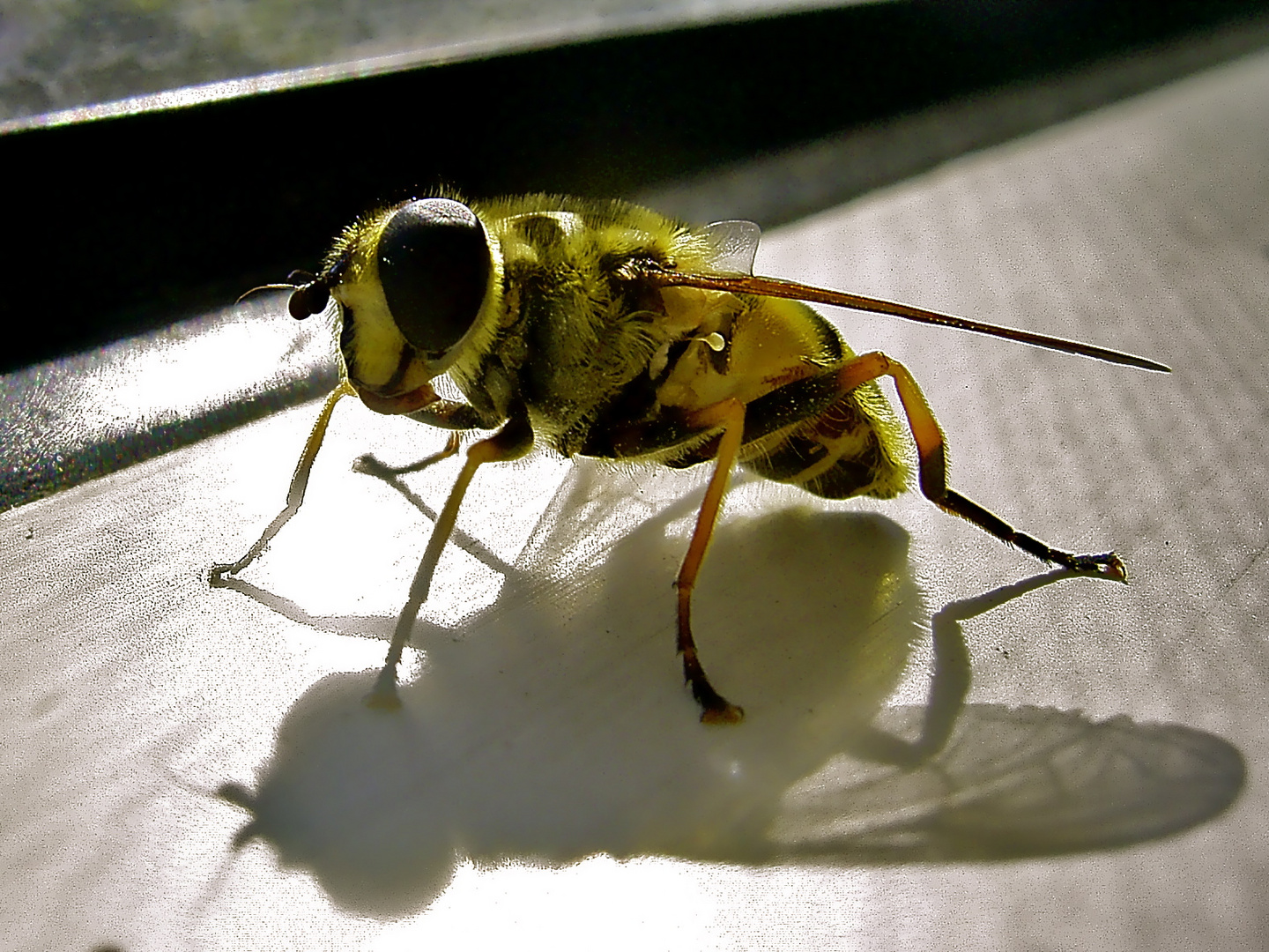 ... Gemeine Doldenschwebfliege ...