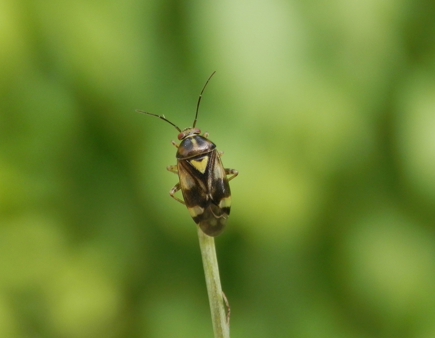 Gemeine Doldenwanze (Orthops basalis)