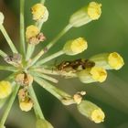 Gemeine Doldenwanze (Orthops basalis) auf Fenchel