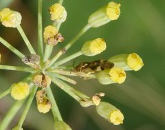 Gemeine Doldenwanze (Orthops basalis) auf Fenchel