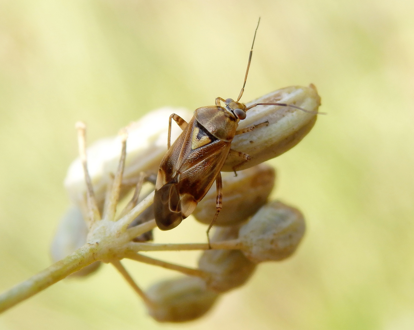 Gemeine Doldenwanze (Orthops basalis) auf Gewürzfenchel