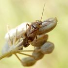 Gemeine Doldenwanze (Orthops basalis) auf Gewürzfenchel