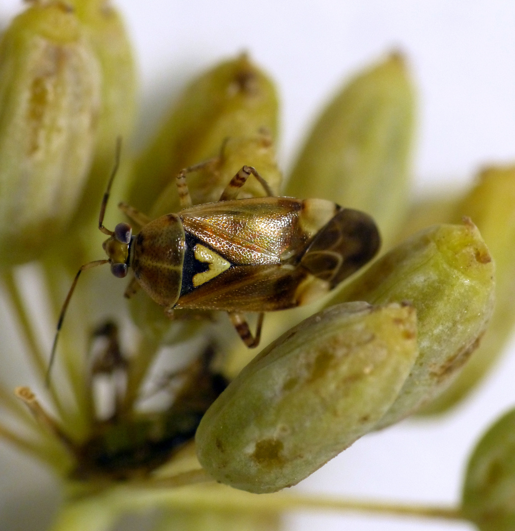 Gemeine Doldenwanze (Orthops basalis) auf Gewürzfenchel