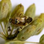 Gemeine Doldenwanze (Orthops basalis) auf Gewürzfenchel