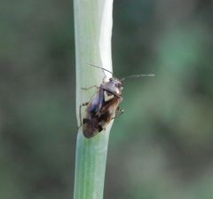 Gemeine Doldenwanze (Orthops basalis) auf jungem Fencheltrieb