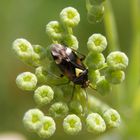 Gemeine Doldenwanze (Orthops basalis) im Fenchel