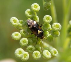 Gemeine Doldenwanze (Orthops basalis) im Fenchel