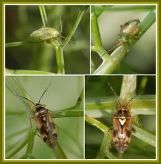 Gemeine Doldenwanzen (Orthops basalis) - Jung und alt