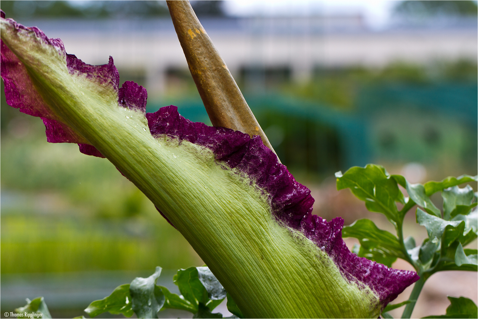 Gemeine Drachenwurz (Dracunculus vulgaris). Foto & Bild pflanzen