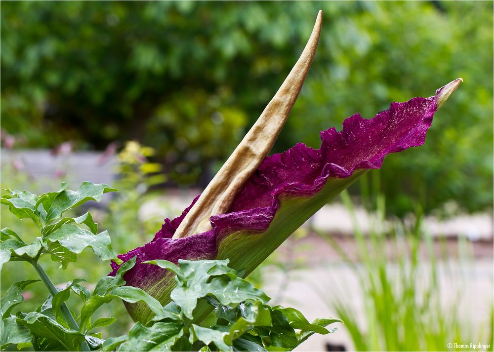 Gemeine Drachenwurz (Dracunculus vulgaris) Foto & Bild pflanzen