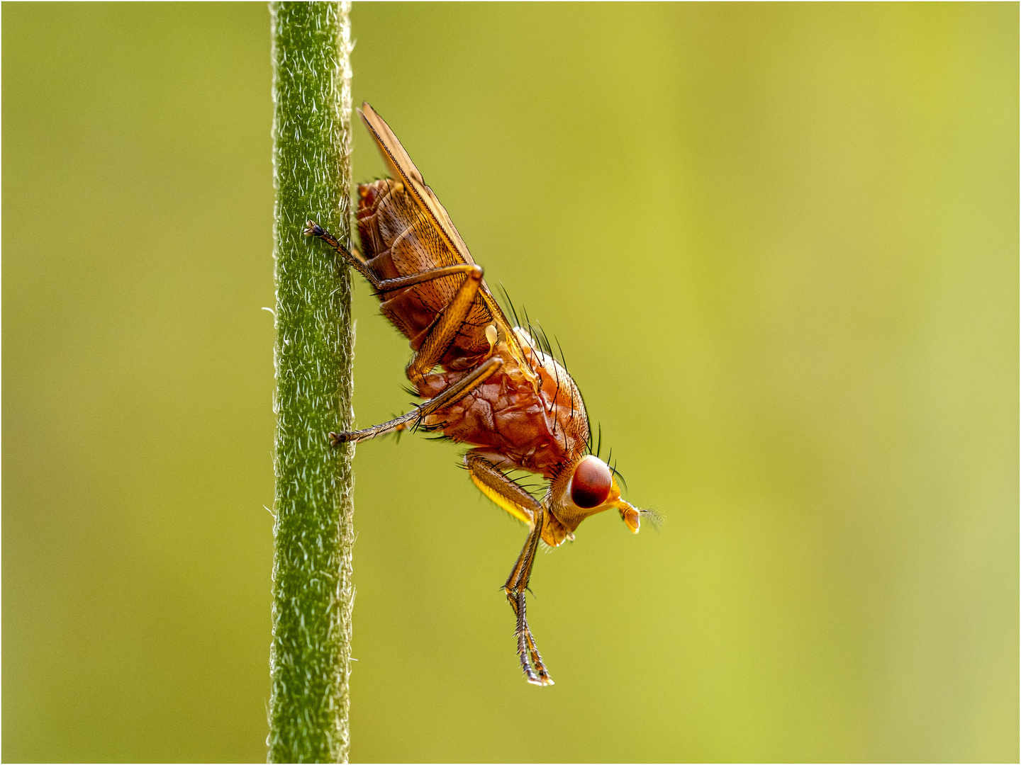 Gemeine Dungfliege